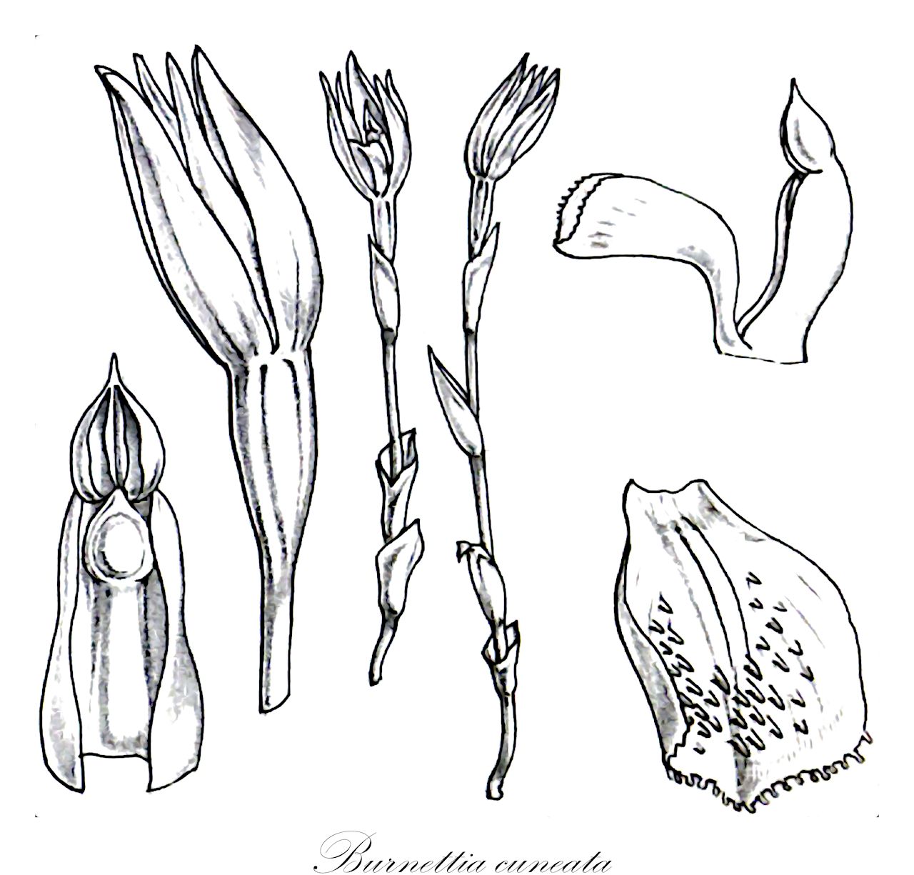 Burnettia cuneata - Orchidaceae,Plantae,Pteridobiotina,Angiosperms,Asparagales,Orchidaceae,Burnettia,Burnettia cuneata,Caladenia cuneata, Lyperanthus burnettii