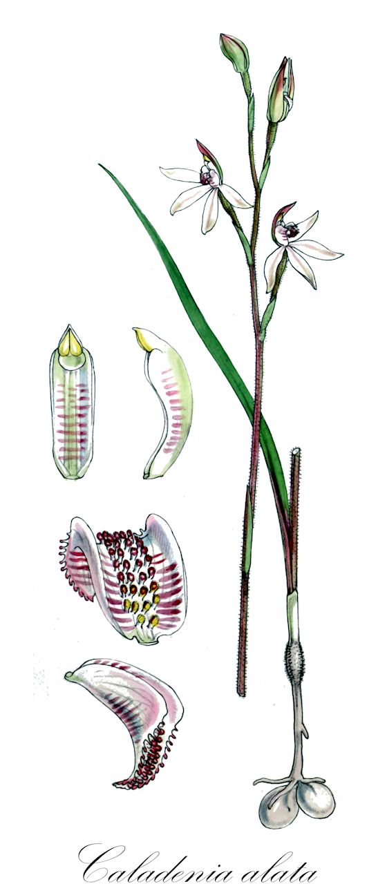 Caladenia alata - Orchidaceae,Plantae,Pteridobiotina,Angiosperms,Asparagales,Orchidaceae,Caladenia,Caladenia alata,Caladenia carnea var. alata, Caladenia carnea var. exigua, Caladenia catenata var. exigua, Caladenia exigua, Caladenia holmesii, Caladenia minor var. exigua, Petalochilus alatus