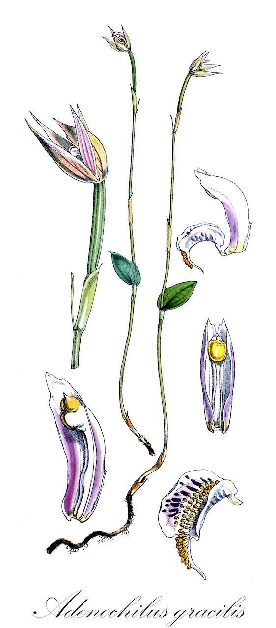 Adenochilus gracilis - Orchidaceae,Plantae,Pteridobiotina,Angiosperms,Asparagales,Orchidaceae,Adenochilus,Adenochilus gracilis