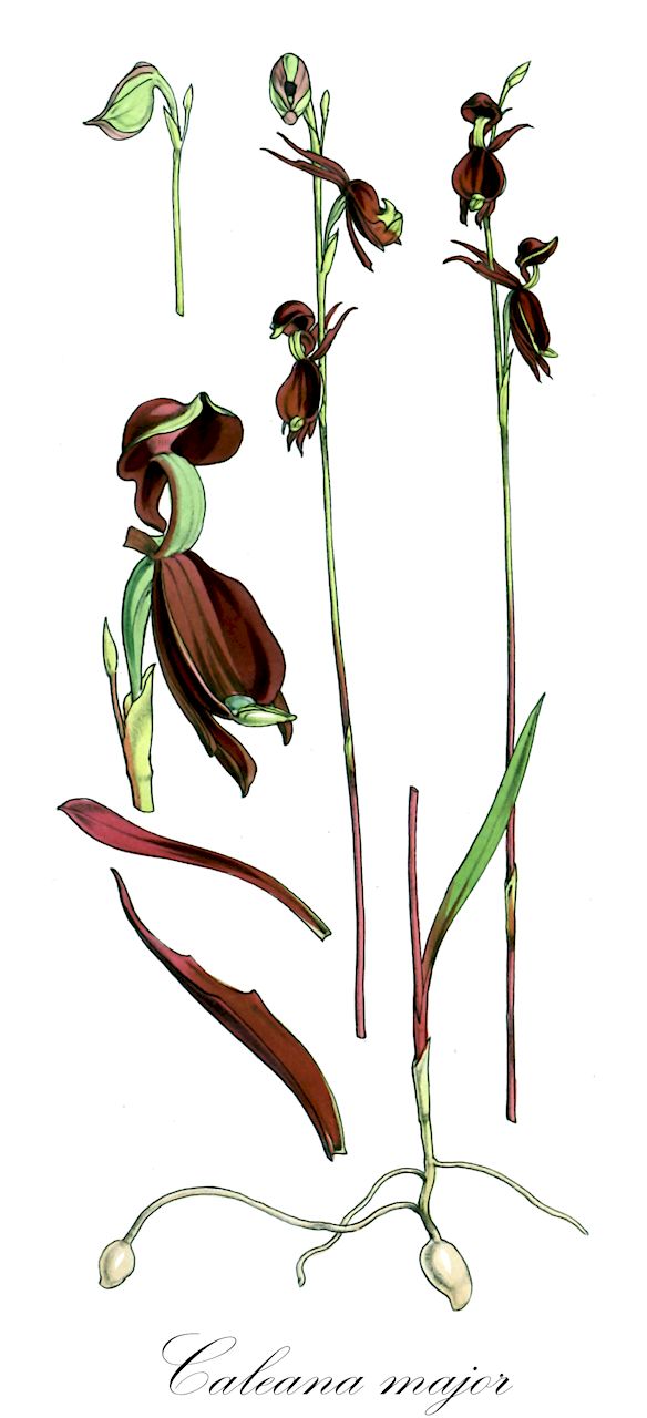 Caleana major - Orchidaceae,Plantae,Pteridobiotina,Angiosperms,Asparagales,Orchidaceae,Caleana,Caleana major,Caleya major