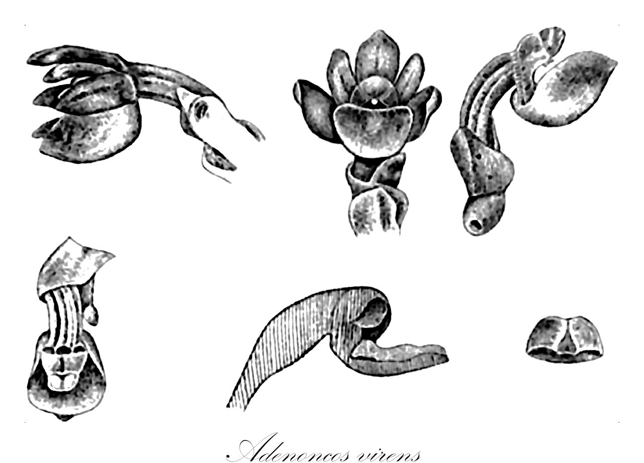 Adenoncos virens - Orchidaceae,Microsaccus virens,Plantae,Pteridobiotina,Angiosperms,Asparagales,Orchidaceae,Adenoncos,Adenoncos virens