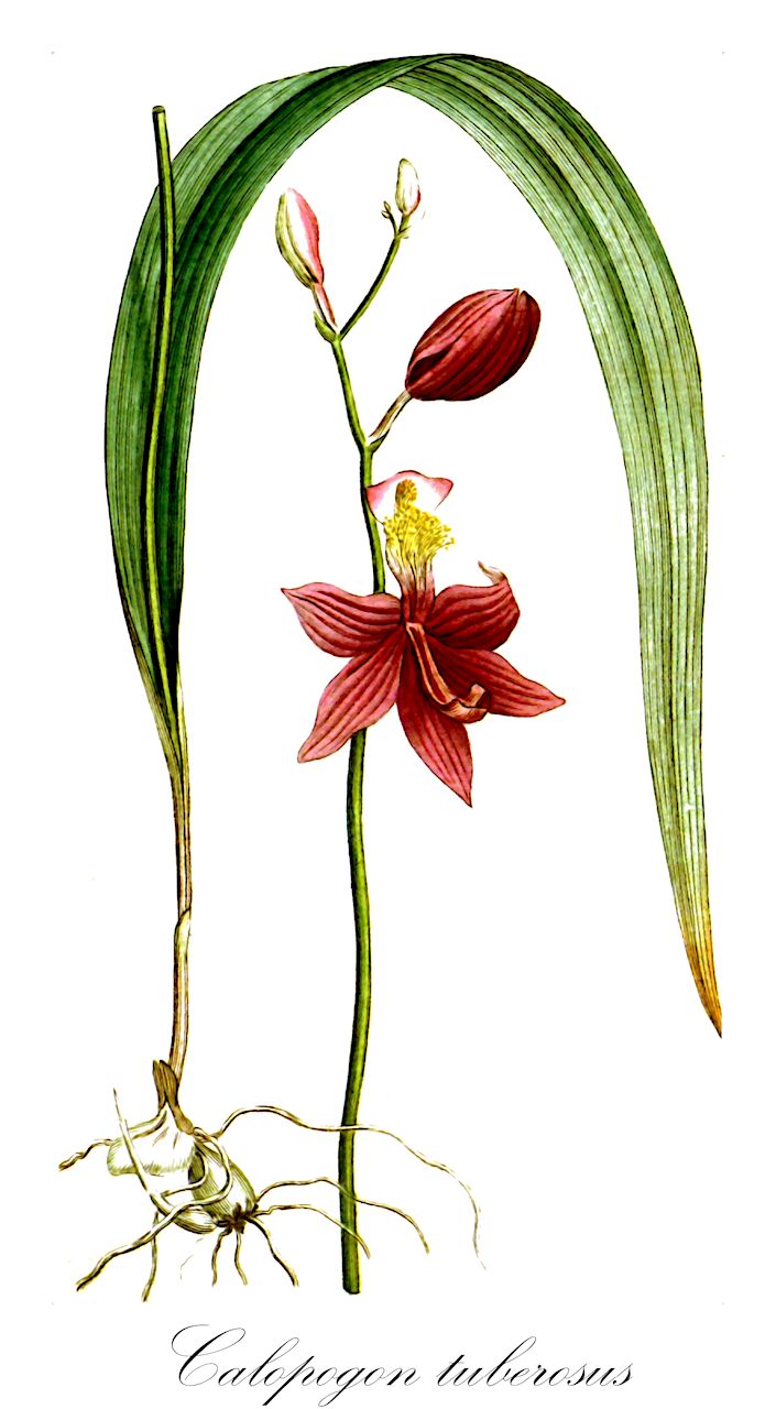 Calopogon tuberosus - Orchidaceae,Plantae,Pteridobiotina,Angiosperms,Asparagales,Orchidaceae,Calopogon,Calopogon tuberosus,Bletia tuberosa, Calopogon tuberosus var. latifolius, Cathea tuberosa, Helleborine tuberosa, Limodorum tuberosum,Schönbartorchis;calopogon tubéreux