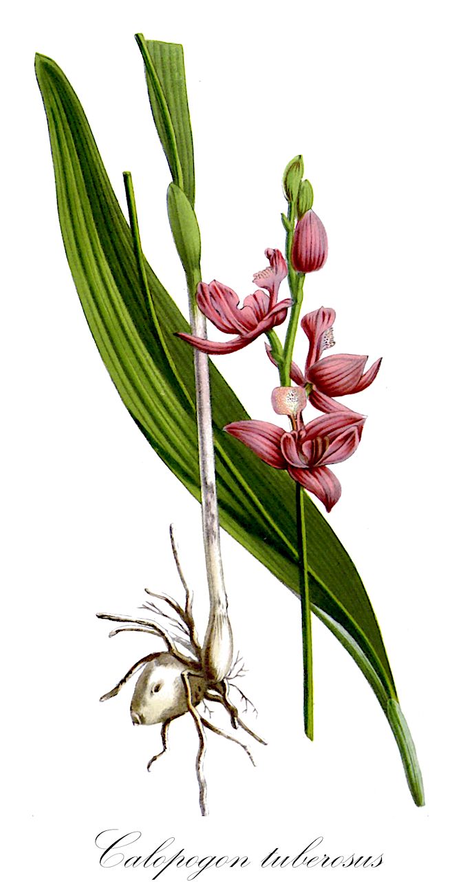 Calopogon tuberosus - Orchidaceae,Plantae,Pteridobiotina,Angiosperms,Asparagales,Orchidaceae,Calopogon,Calopogon tuberosus,Bletia tuberosa, Calopogon tuberosus var. latifolius, Cathea tuberosa, Helleborine tuberosa, Limodorum tuberosum,Schönbartorchis;calopogon tubéreux