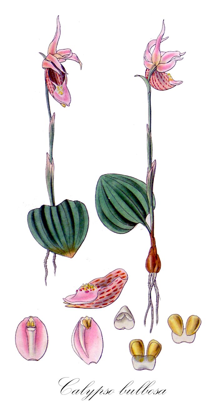 Calypso bulbosa - Orchidaceae,Plantae,Pteridobiotina,Angiosperms,Asparagales,Orchidaceae,Calypso,Calypso bulbosa,Calypso borealis, Calypso bulbosa f. bulbosa, Calypsodium boreale, Cymbidium boreale, Cypripedium bulbosum, Cytherea borealis, Cytherea bulbosa, Limodorum boreale, Norna borealis, Norna borealis var. europaea, Orchidium arcticum, Orchidium boreale,Norne;Kappenständel;calypso;калипсо луковичная;bosnimf;norna;neidonkenkä
