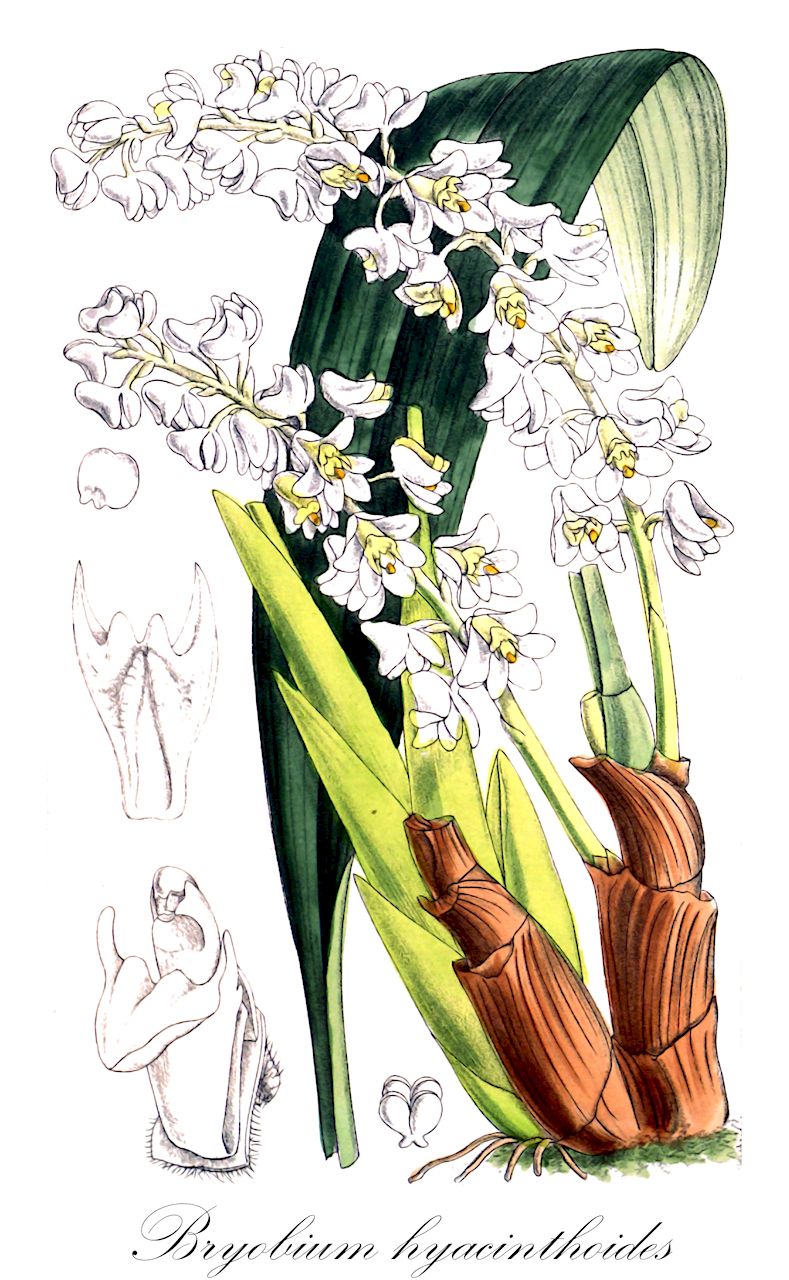 Bryobium hyacinthoides - Orchidaceae,Plantae,Pteridobiotina,Angiosperms,Asparagales,Orchidaceae,Bryobium,Bryobium hyacinthoides,Dendrolirium ebulbe, Dendrolirium hyacinthoides, Eria ebulbis, Eria endymion, Eria hyacinthoides, Pinalia ebulbis, Pinalia hyacinthodes