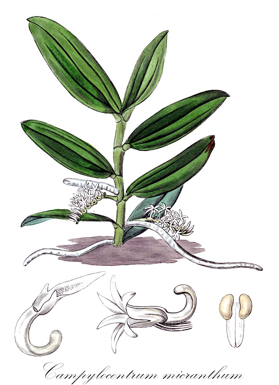 Campylocentrum micranthum - Orchidaceae,Plantae,Pteridobiotina,Angiosperms,Asparagales,Orchidaceae,Campylocentrum,Campylocentrum micranthum,Aeranthes jamaicense, Aeranthes jamaicensis, Aeranthes micrantha, Angraecum micranthum, Campylocentrum stenanthum, Epidorkis micrantha, Mystacidium micranthum