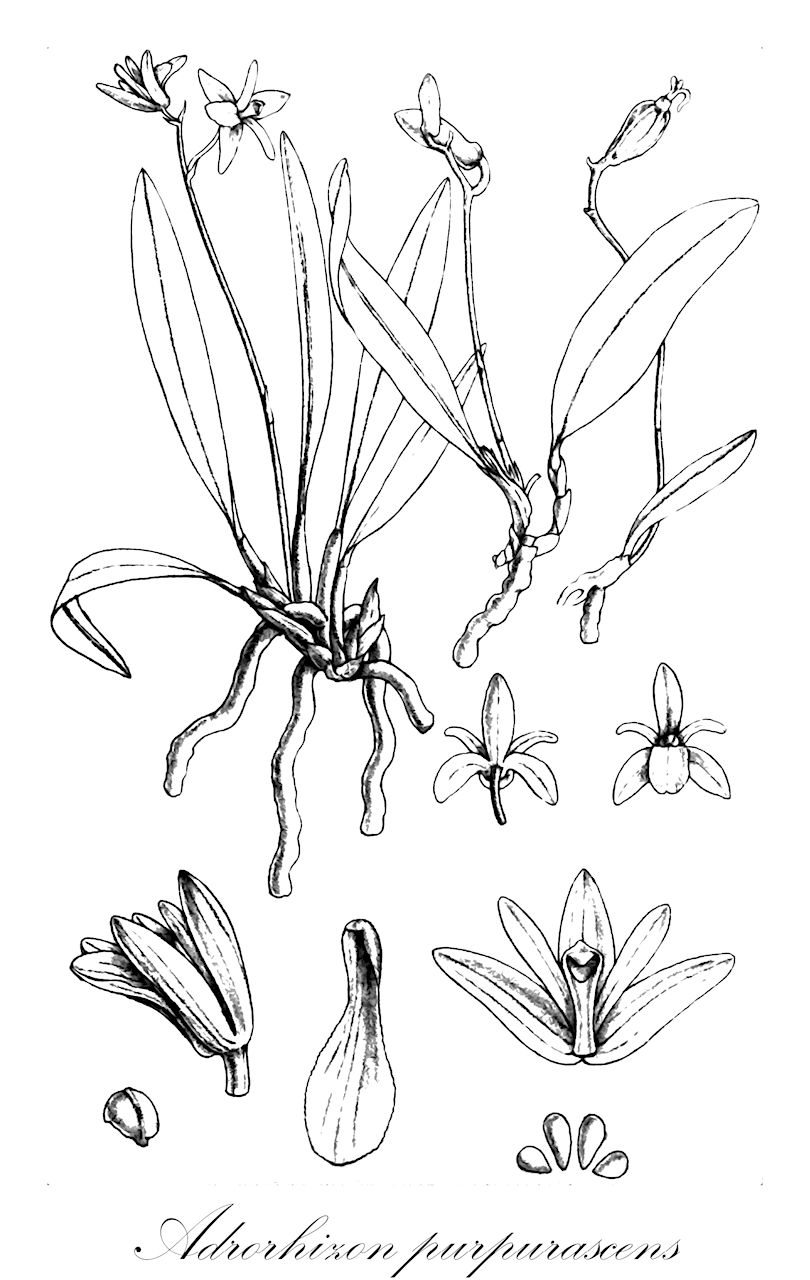 Adrorhizon purpurascens - Orchidaceae,Plantae,Pteridobiotina,Angiosperms,Asparagales,Orchidaceae,Adrorhizon,Adrorhizon purpurascens,Coelogyne purpurascens, Dendrobium purpurascens, Pleione purpurascens