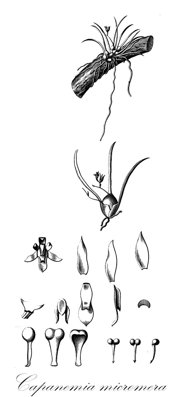 Capanemia micromera - Orchidaceae,Plantae,Pteridobiotina,Angiosperms,Asparagales,Orchidaceae,Capanemia,Capanemia micromera,Capanemia angustilabia, Capanemia australis, Capanemia lossiana, Capanemia perpusilla, Capanemia pygmaea, Capanemia riograndensis, Capanemia spathuliglossa, Quekettia australis, Quekettia micromera, Quekettia micromera, Quekettia micromera var. major, Quekettia microscopica var. naboulettiana, Rodriguezia pygmaea