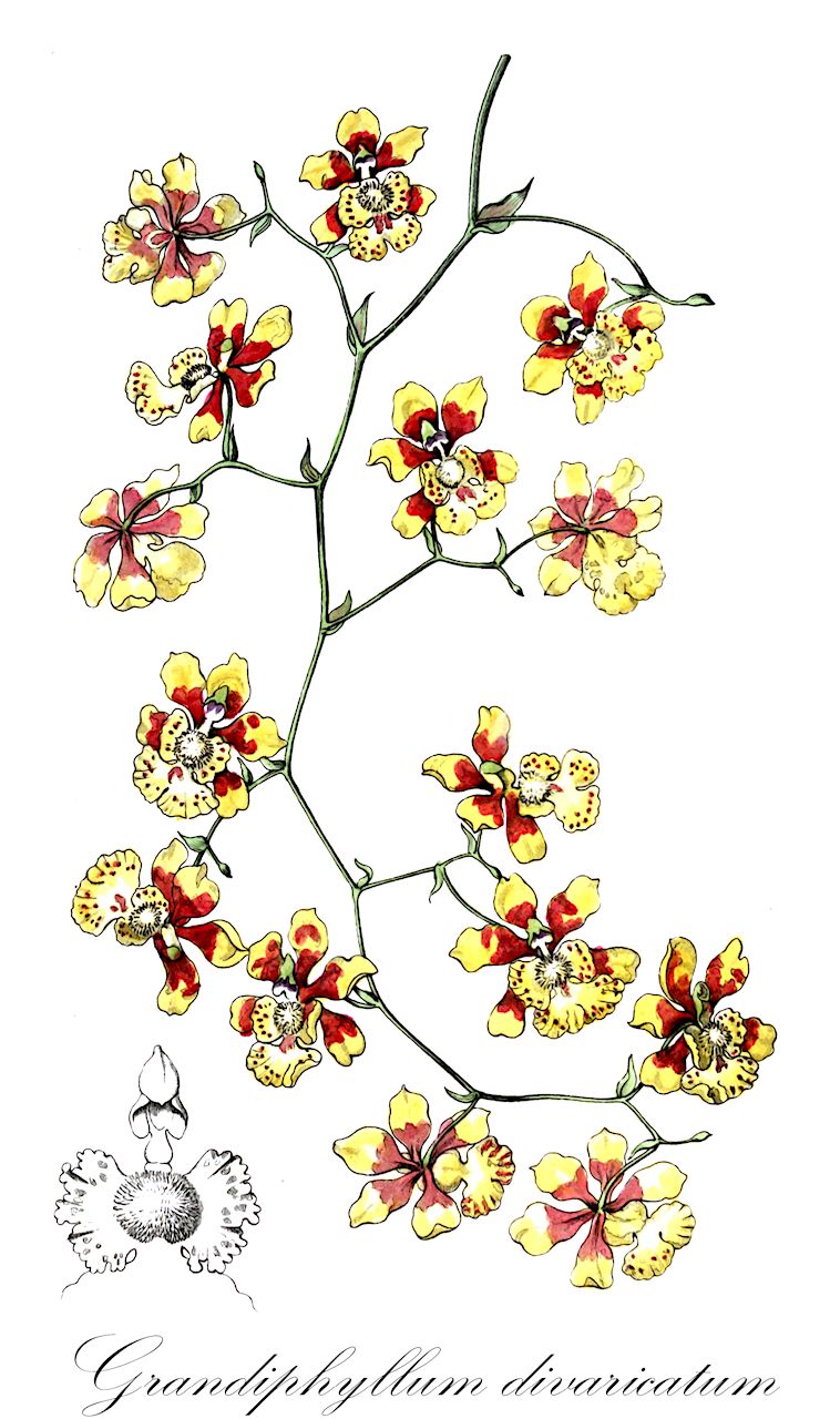 Grandiphyllum divaricatum - Orchidaceae,Plantae,Pteridobiotina,Angiosperms,Asparagales,Orchidaceae,Grandiphyllum,Grandiphyllum divaricatum,Aurinocidium divaricatum, Aurinocidium pulvinatum, Aurinocidium robustissimum, Aurinocidium sphegiferum, Grandiphyllum pulvinatum, Grandiphyllum robustissimum, Grandiphyllum sphegiferum, Oncidium divaricatum, Oncidium divaricatum var. cupreum, Oncidium pulvinatum, Oncidium pulvinatum var. grandiflorum, Oncidium pulvinatum var. majus, Oncidium pulvinatum var. minarum, Oncidium robustissimum, Oncidium sciurus, Oncidium sphegiferum