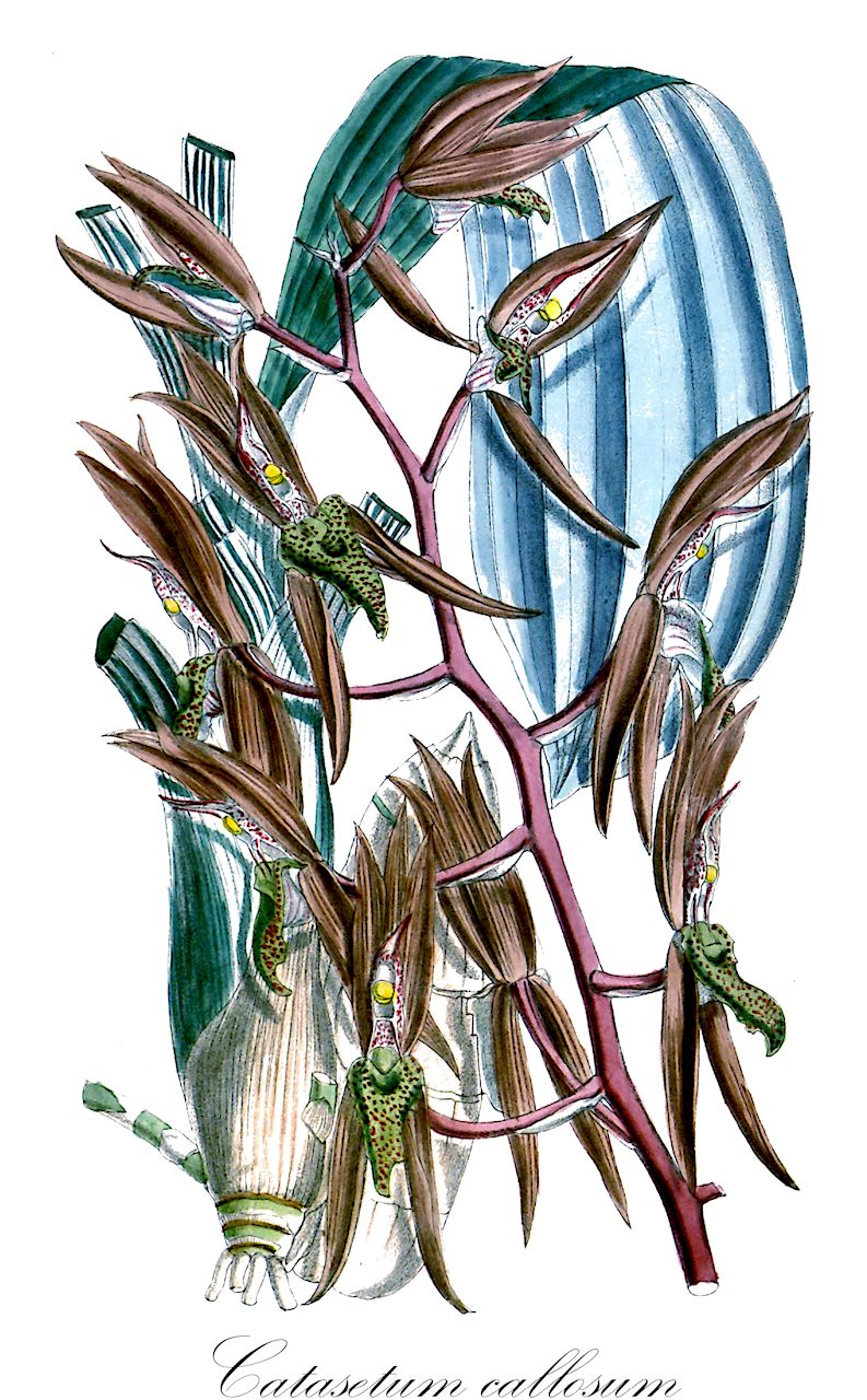Catasetum callosum - Orchidaceae,Plantae,Pteridobiotina,Angiosperms,Asparagales,Orchidaceae,Catasetum,Catasetum callosum,Catasetum acallosum, Catasetum arachnoides, Catasetum arachnoideum, Catasetum callosum var. eucallosum, Catasetum callosum var. grandiflorum, Catasetum callosum var. typum, Catasetum darwinianum, Catasetum fuliginosum, Catasetum fuliginosum, Catasetum landsbergii, Catasetum recurvatum, Myanthus callosus, Myanthus grandiflorus, Myanthus lansbergii