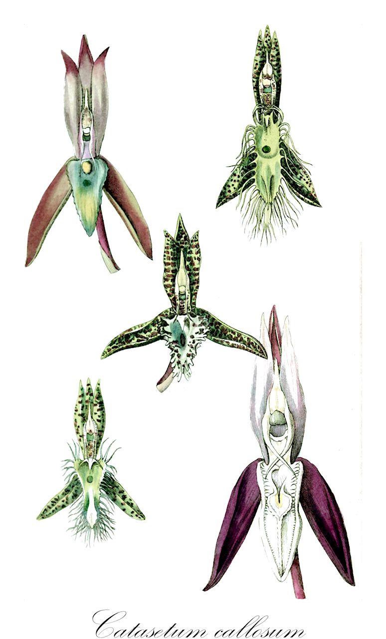 Catasetum callosum - Orchidaceae,Plantae,Pteridobiotina,Angiosperms,Asparagales,Orchidaceae,Catasetum,Catasetum callosum,Catasetum acallosum, Catasetum arachnoides, Catasetum arachnoideum, Catasetum callosum var. eucallosum, Catasetum callosum var. grandiflorum, Catasetum callosum var. typum, Catasetum darwinianum, Catasetum fuliginosum, Catasetum fuliginosum, Catasetum landsbergii, Catasetum recurvatum, Myanthus callosus, Myanthus grandiflorus, Myanthus lansbergii