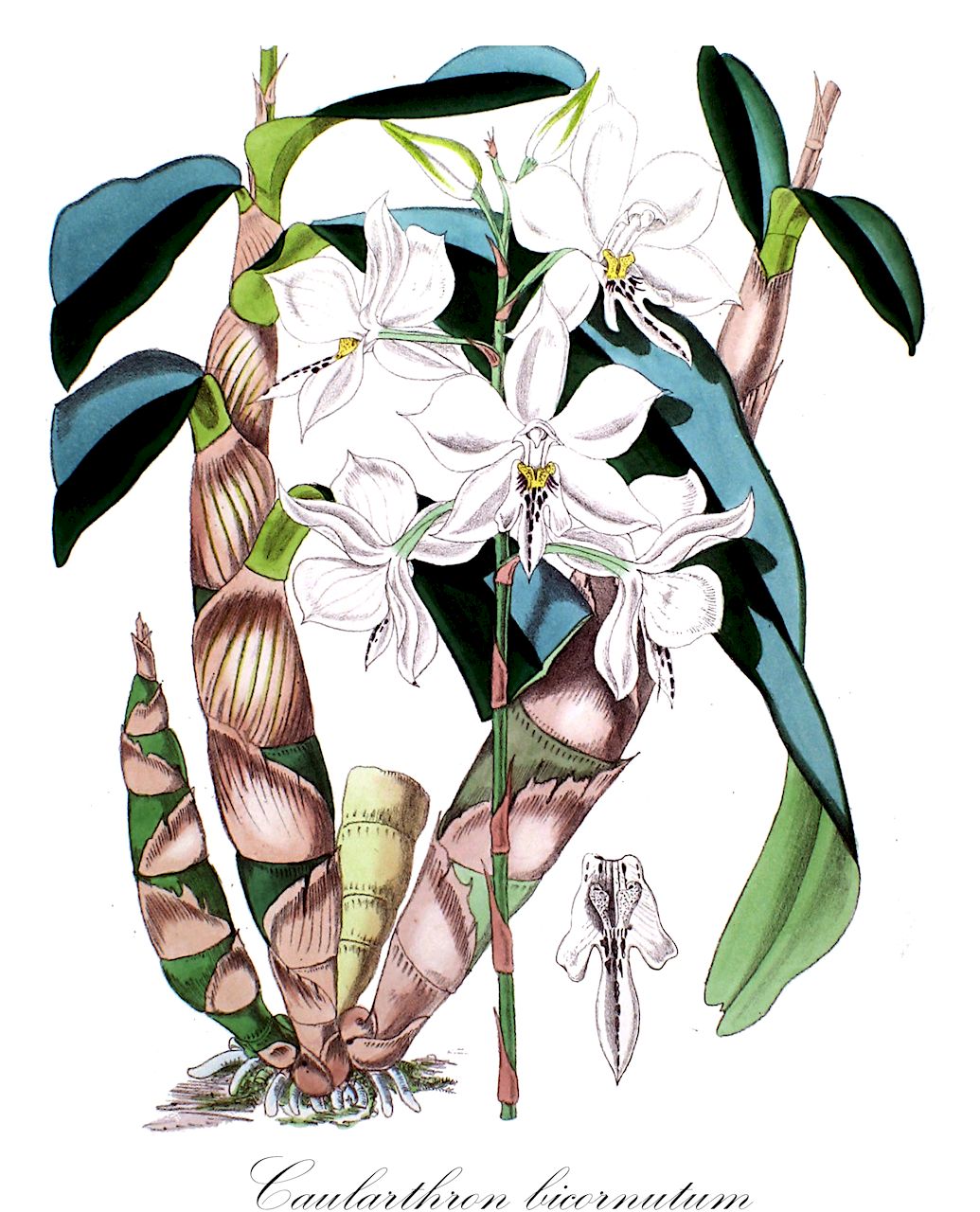 Caularthron bicornutum - Orchidaceae,Plantae,Pteridobiotina,Angiosperms,Asparagales,Orchidaceae,Caularthron,Caularthron bicornutum,Diacrium bicornutum, Epidendrum bicornutum
