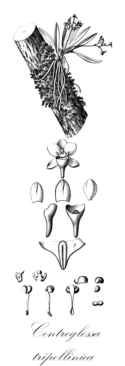 Centroglossa tripollinica - Orchidaceae,Plantae,Pteridobiotina,Angiosperms,Asparagales,Orchidaceae,Centroglossa,Centroglossa tripollinica,Ornithocephalus tripollinicus
