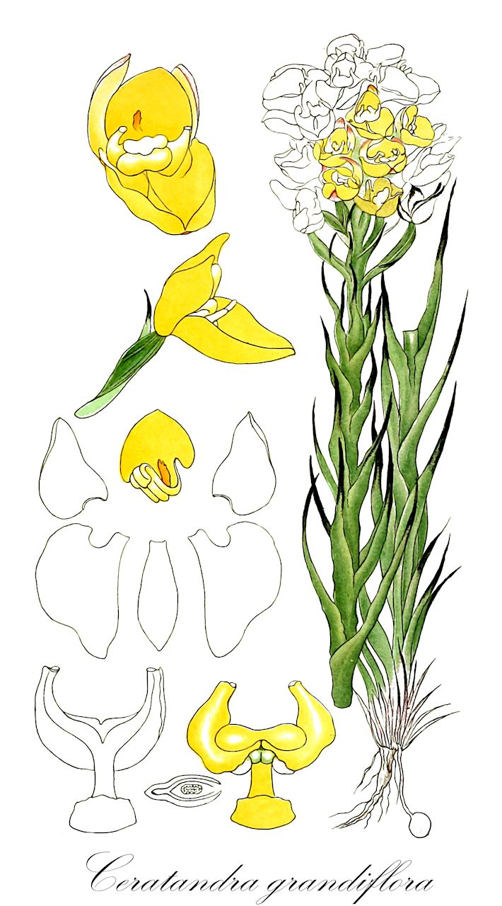 Ceratandra grandiflora - Orchidaceae,Plantae,Pteridobiotina,Angiosperms,Asparagales,Orchidaceae,Ceratandra,Ceratandra grandiflora,Ceratandropsis grandiflora