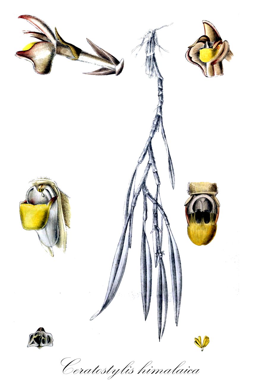 Ceratostylis himalaica - Orchidaceae,Ceratostylis ritaia, Eria ramosissima, Ritaia himalaica,Plantae,Pteridobiotina,Angiosperms,Asparagales,Orchidaceae,Ceratostylis,Ceratostylis himalaica