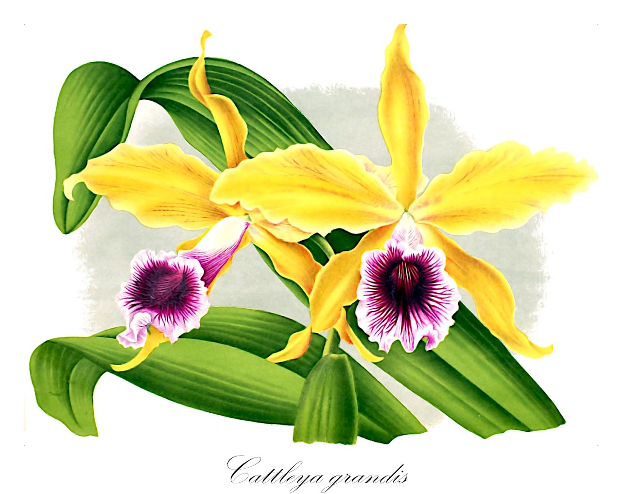 Cattleya grandis - Orchidaceae,Plantae,Pteridobiotina,Angiosperms,Asparagales,Orchidaceae,Cattleya,Cattleya grandis,Bletia grandis, Brasilaelia grandis, Chironiella grandis, Hadrolaelia grandis, Hadrolaelia grandis, Laelia grandis, Sophronitis grandis