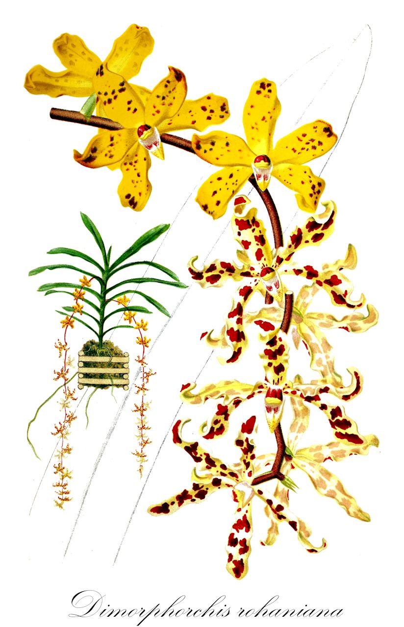 Dimorphorchis rohaniana - Orchidaceae,Plantae,Pteridobiotina,Angiosperms,Asparagales,Orchidaceae,Dimorphorchis,Dimorphorchis rohaniana,Arachnis rohaniana, Dimorphorchis lowii var. rohaniana, Renanthera rohaniana