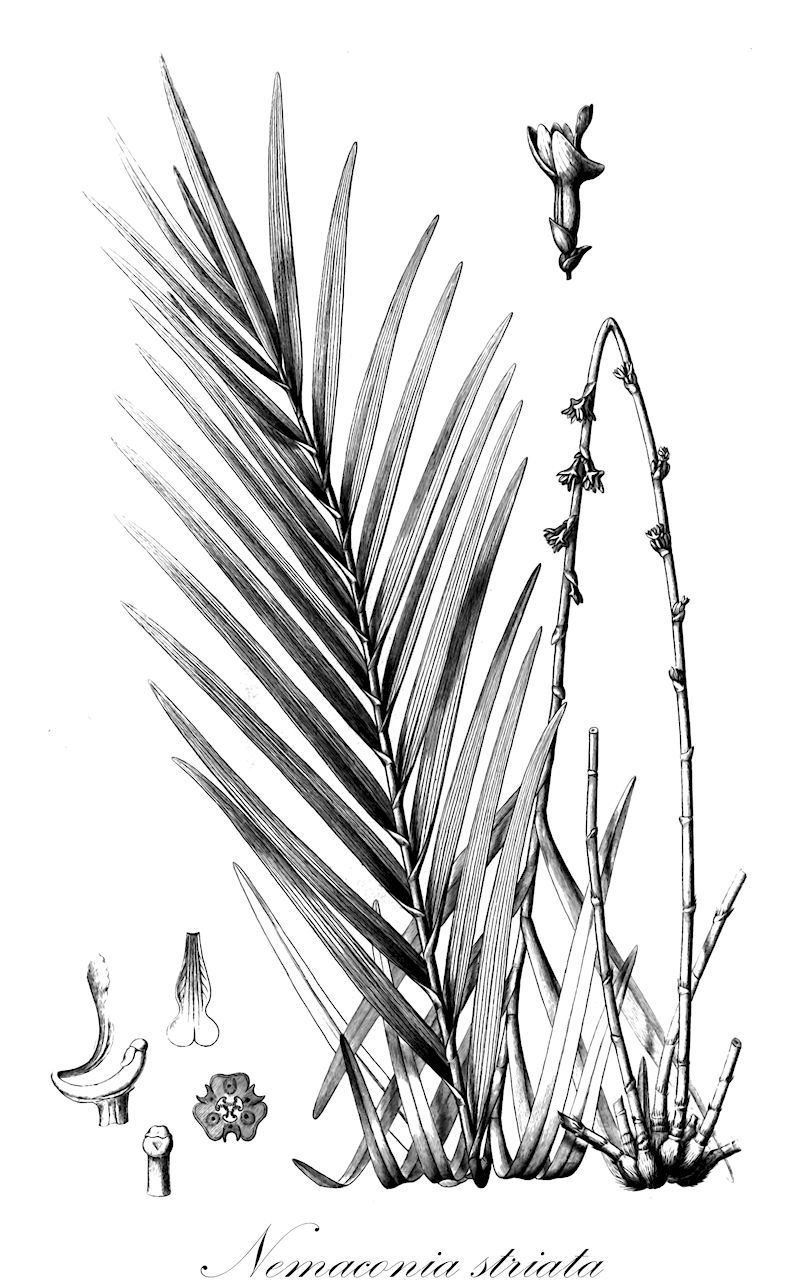 Nemaconia striata - Orchidaceae,Plantae,Pteridobiotina,Angiosperms,Asparagales,Orchidaceae,Nemaconia,Nemaconia striata,Nemaconia australis, Ponera australis, Ponera geraensis, Ponera macroglossa, Ponera striata, Scaphyglottis macroglossa, Sobralia polyphylla