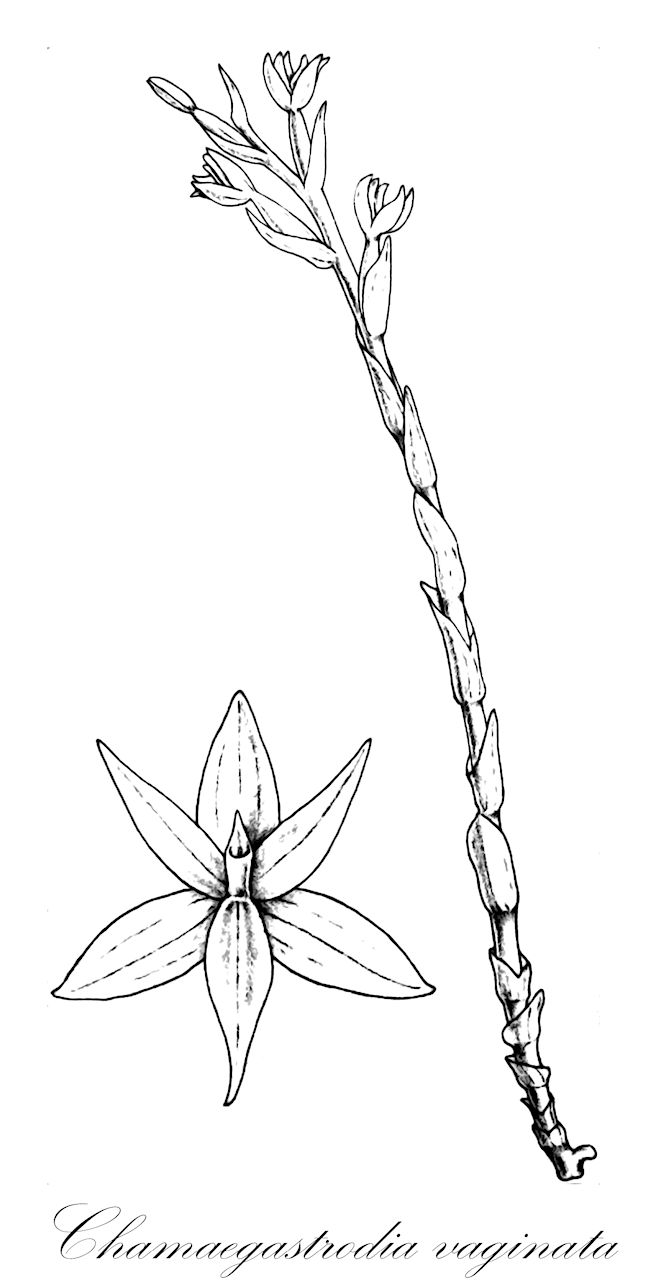 Chamaegastrodia vaginata - Orchidaceae,Plantae,Pteridobiotina,Angiosperms,Asparagales,Orchidaceae,Chamaegastrodia,Chamaegastrodia vaginata,Aphyllorchis vaginata, Chamaegastrodia exigua, Evrardianthe exigua, Hetaeria exigua, Spiranthes exigua