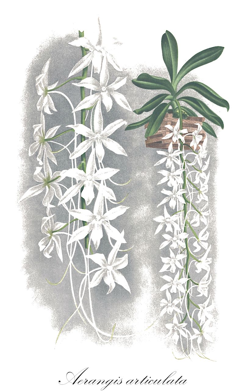 Aerangis articulata - Orchidaceae,Plantae,Pteridobiotina,Angiosperms,Asparagales,Orchidaceae,Aerangis,Aerangis articulata,Aerangis calligera, Aerangis venusta, Angorchis articulata, Angraecum articulatum, Angraecum calligerum, Angraecum descendens, Rhaphidorhynchus articulatus