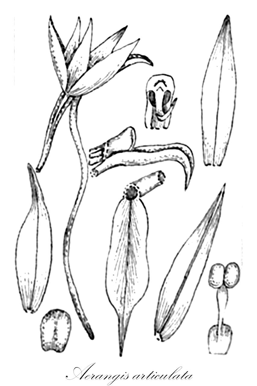 Aerangis articulata - Orchidaceae,Plantae,Pteridobiotina,Angiosperms,Asparagales,Orchidaceae,Aerangis,Aerangis articulata,Aerangis calligera, Aerangis venusta, Angorchis articulata, Angraecum articulatum, Angraecum calligerum, Angraecum descendens, Rhaphidorhynchus articulatus
