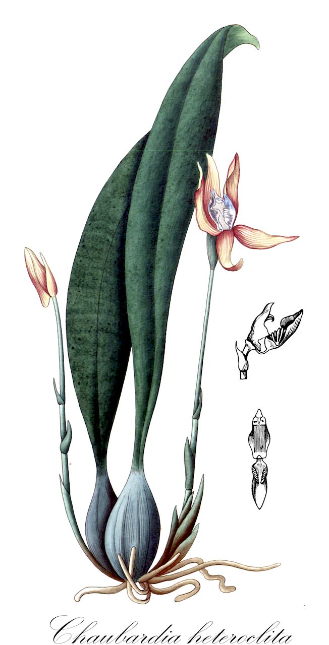Chaubardia heteroclita - Orchidaceae,Plantae,Pteridobiotina,Angiosperms,Asparagales,Orchidaceae,Chaubardia,Chaubardia heteroclita,Andinorchis heteroclita, Chondrorhyncha rhombilabium, Cochleanthes heteroclita, Cochleanthes rhombilabia, Huntleya heteroclita, Maxillaria heteroclita, Warczewiczella heteroclita, Warscewiczella heteroclita, Zygopetalum rhombilabium