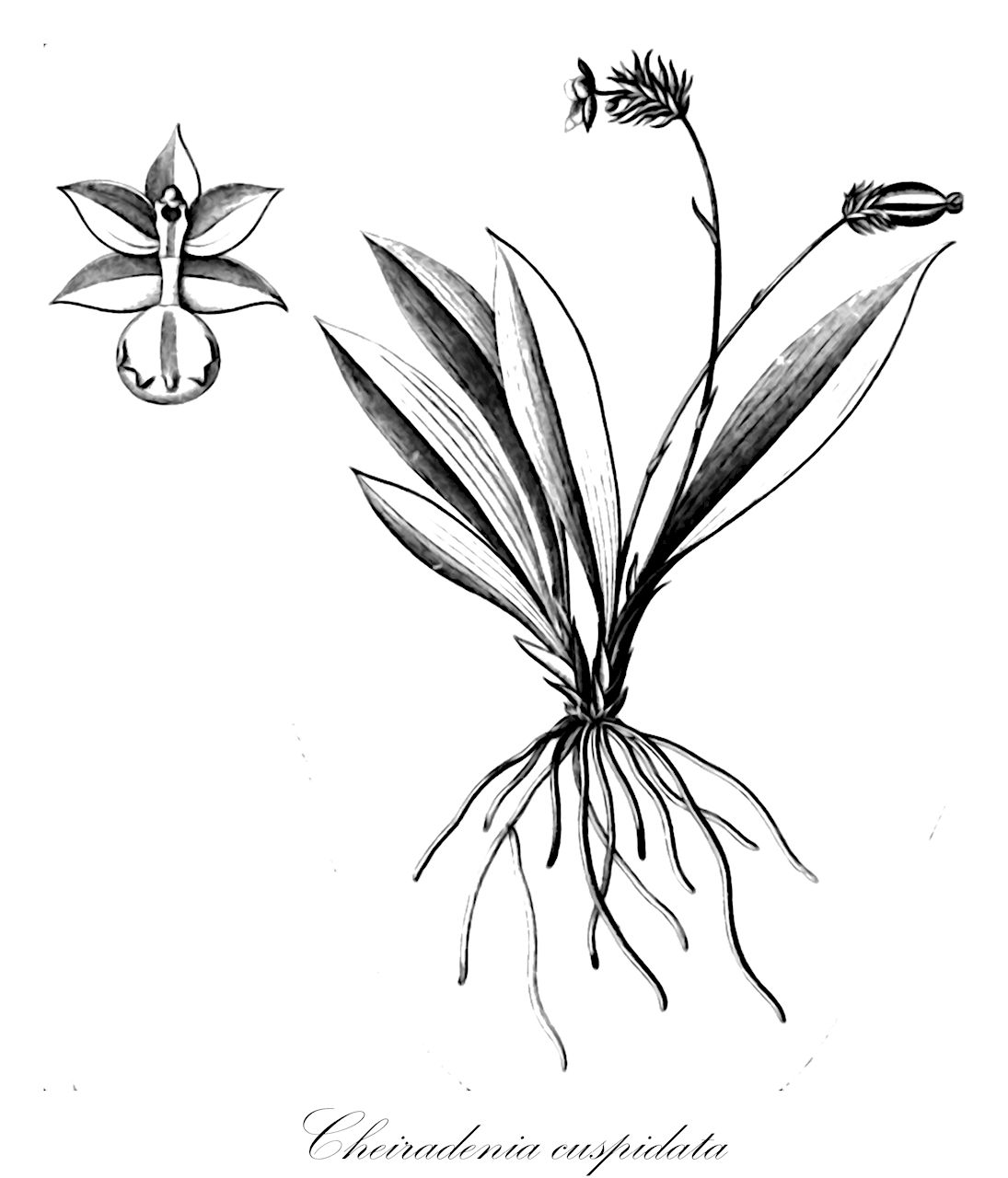 Cheiradenia cuspidata - Orchidaceae,Plantae,Pteridobiotina,Angiosperms,Asparagales,Orchidaceae,Cheiradenia,Cheiradenia cuspidata,Cheiradenia imthurnii