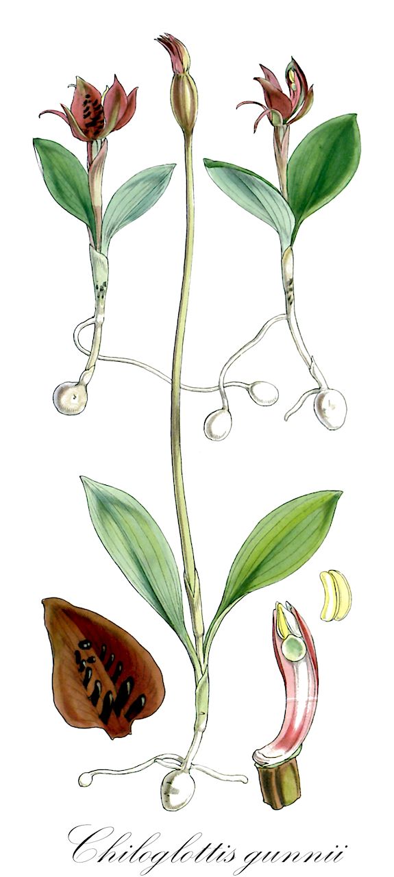 Chiloglottis gunnii - Orchidaceae,Plantae,Pteridobiotina,Angiosperms,Asparagales,Orchidaceae,Chiloglottis,Chiloglottis gunnii,Caladenia gunnii, Chiloglottis platychila, Simpliglottis gunnii