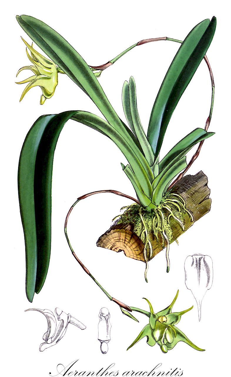 Aeranthes arachnitis - Orchidaceae,Plantae,Pteridobiotina,Angiosperms,Asparagales,Orchidaceae,Aeranthes,Aeranthes arachnitis,Aeranthes arachnites var. balfourii, Aeranthes arachnites var. genuinus, Aeranthes grandiflora, Aeranthes hermannii, Dendrobium arachnites, Dendrorkis arachnodendris