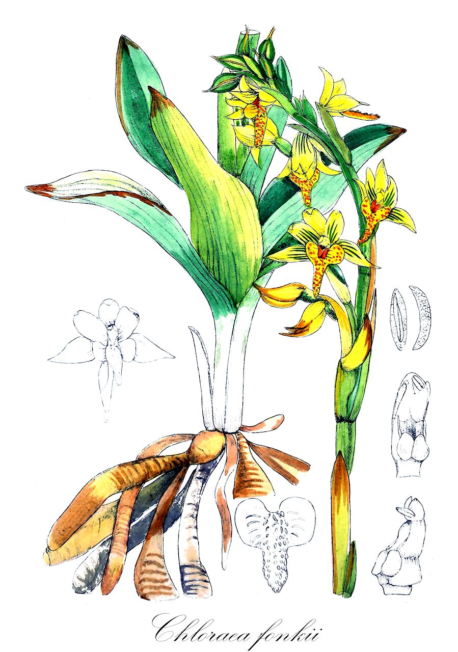 Chloraea fonkii - Orchidaceae,Plantae,Pteridobiotina,Angiosperms,Asparagales,Orchidaceae,Chloraea,Chloraea fonkii,Arethusa lutea, Asarca fonckii, Asarca gaudichaudii, Asarca gymnoglossa, Asarca inconspicua, Chloraea falklandica, Chloraea gaudichaudii, Chloraea gymnoglossa, Chloraea inconspicua, Epipactis lutea