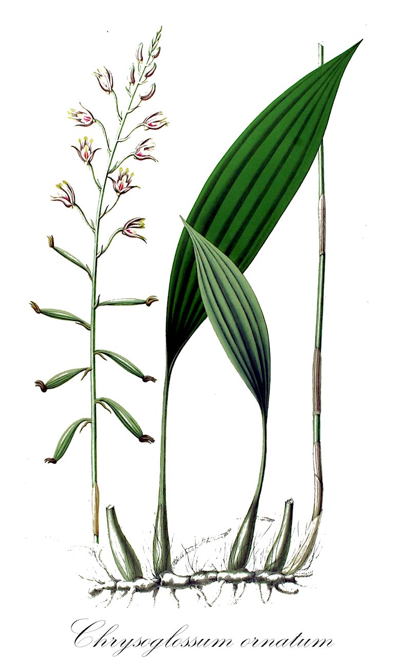 Chrysoglossum ornatum - Orchidaceae,Ania maculata, Chrysoglossum cyrtopetalum, Chrysoglossum erraticum, Chrysoglossum formosanum, Chrysoglossum gibbsiae, Chrysoglossum hallbergii, Chrysoglossum maculatum, Chrysoglossum neocaledonicum, Tainia maculata,Plantae,Pteridobiotina,Angiosperms,Asparagales,Orchidaceae,Chrysoglossum,Chrysoglossum ornatum