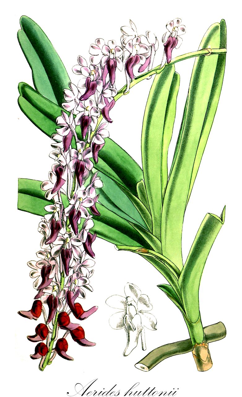 Aerides huttonii - Orchidaceae,Plantae,Pteridobiotina,Angiosperms,Asparagales,Orchidaceae,Aerides,Aerides huttonii,Aerides reversa, Saccolabium huttonii