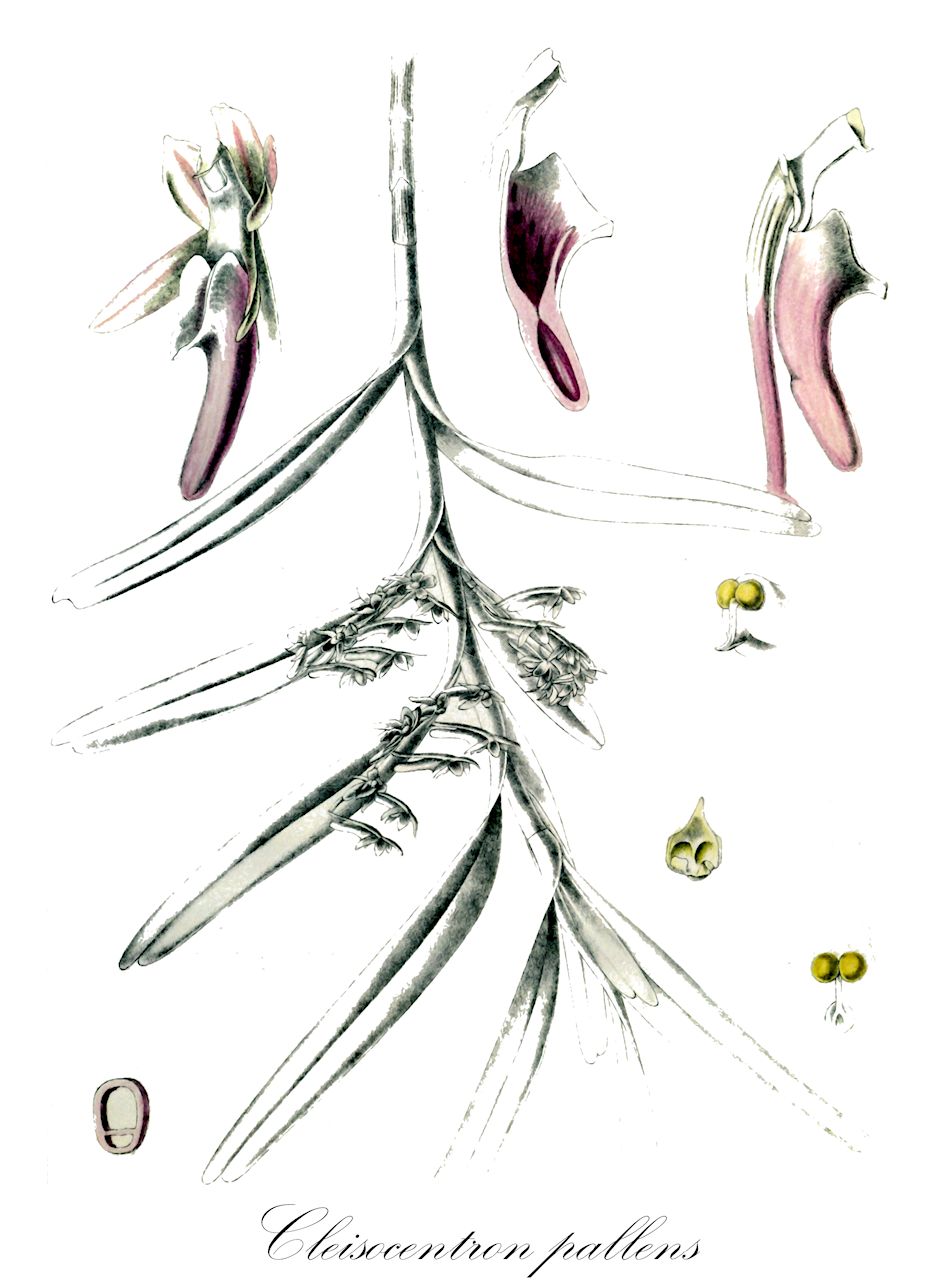 Cleisocentron pallens - Orchidaceae,Cleisocentron trichroma, Gastrochilus trichromus, Saccolabium pallens, Saccolabium trichroma,Plantae,Pteridobiotina,Angiosperms,Asparagales,Orchidaceae,Cleisocentron,Cleisocentron pallens