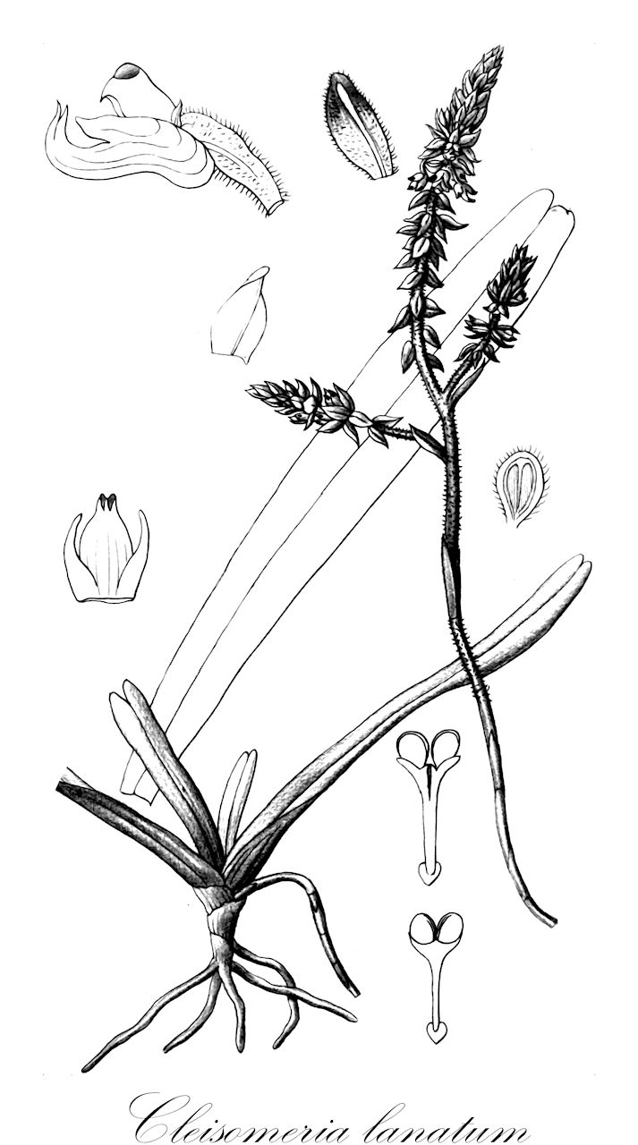 Cleisomeria lanatum - Orchidaceae,Plantae,Pteridobiotina,Angiosperms,Asparagales,Orchidaceae,Cleisomeria,Cleisomeria lanatum,Cleisostoma lanatum, Gastrochilus lanatus, Saccolabium lanatum, Sarcanthus lanatus, Uncifera maxilla-leonis