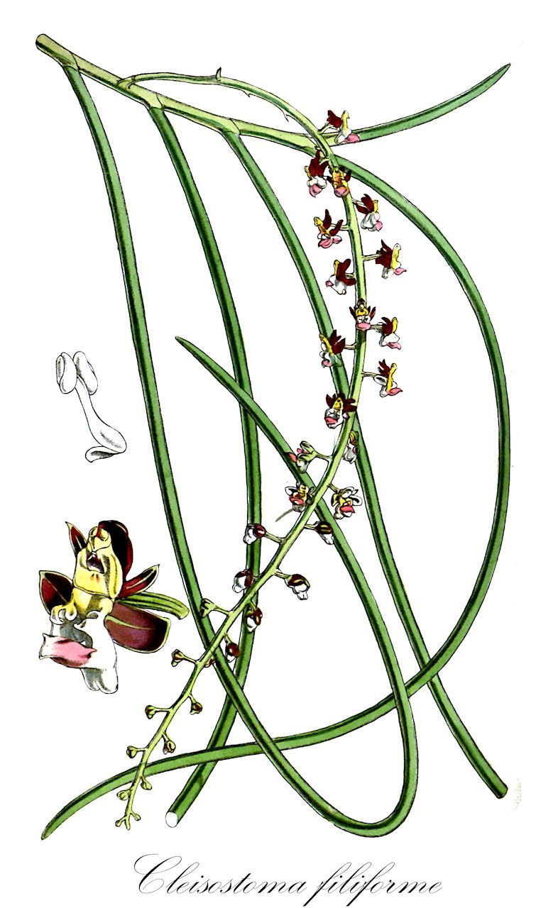 Cleisostoma filiforme - Orchidaceae,Plantae,Pteridobiotina,Angiosperms,Asparagales,Orchidaceae,Cleisostoma,Cleisostoma filiforme,Saccolabium luisioides, Sarcanthus filiformis