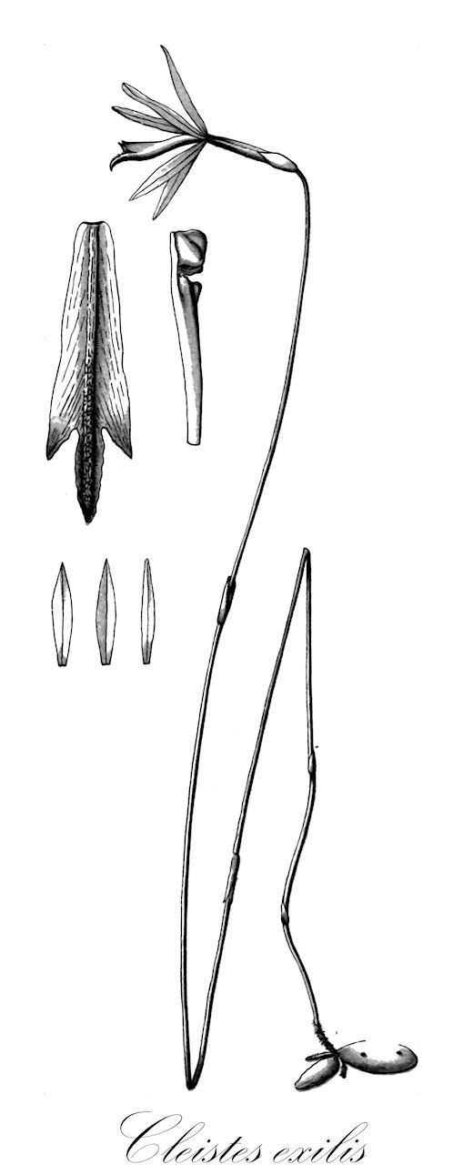 Cleistes exilis - Orchidaceae,Plantae,Pteridobiotina,Angiosperms,Asparagales,Orchidaceae,Cleistes,Cleistes exilis,Cleistes medicii