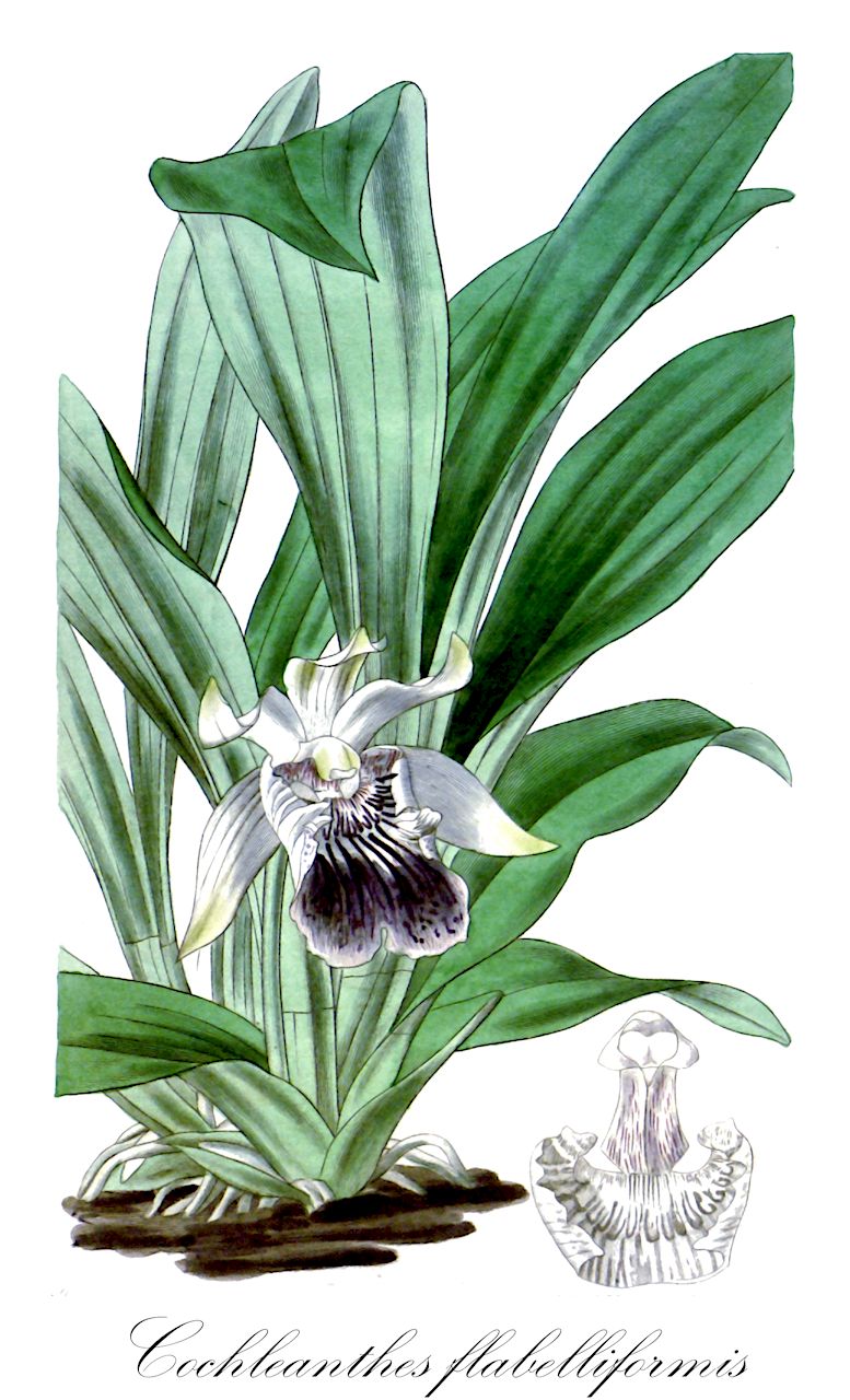 Cochleanthes flabelliformis - Orchidaceae,Plantae,Pteridobiotina,Angiosperms,Asparagales,Orchidaceae,Cochleanthes,Cochleanthes flabelliformis,Chondrorhyncha flabelliformis, Cochleanthes fragrans, Cymbidium flabelliforme, Epidendrum flabelliforme, Huntleya imbricata, Warczewiczella cochlearis, Warczewiczella cochleata, Warczewiczella flabelliformis, Warczewiczella gibeziae, Warscewiczella flabelliformis, Zygopetalum cochleare, Zygopetalum cochleata, Zygopetalum conchaceum, Zygopetalum flabelliforme, Zygopetalum gibeziae