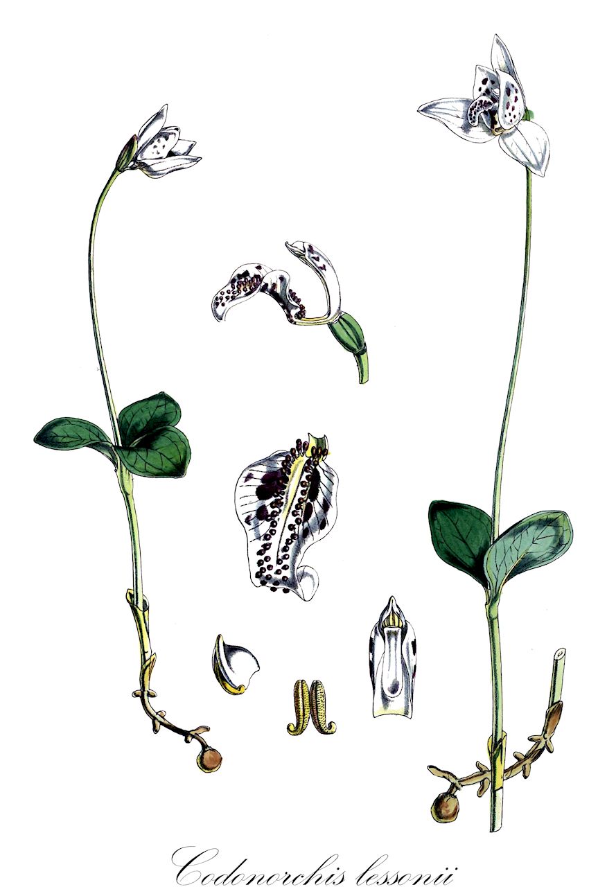 Codonorchis lessonii - Orchidaceae,Plantae,Pteridobiotina,Angiosperms,Asparagales,Orchidaceae,Codonorchis,Codonorchis lessonii,Calopogon lessonii, Codonorchis poeppigii, Codonorchis skottsbergii, Codonorchis tetraphylla, Epipactis lessonii, Pogonia lessonii, Pogonia lessonii var. poeppigii, Pogonia lessonii var. skottsbergii, Pogonia tetraphylla