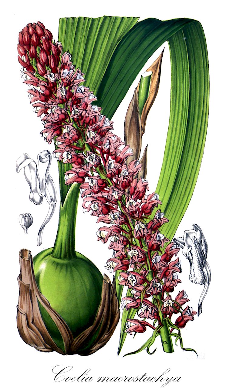 Coelia macrostachya - Orchidaceae,Plantae,Pteridobiotina,Angiosperms,Asparagales,Orchidaceae,Coelia,Coelia macrostachya,Bothriochilus macrostachyus, Coelia macrostachya var. genuina, Coelia macrostachya var. integrilabia