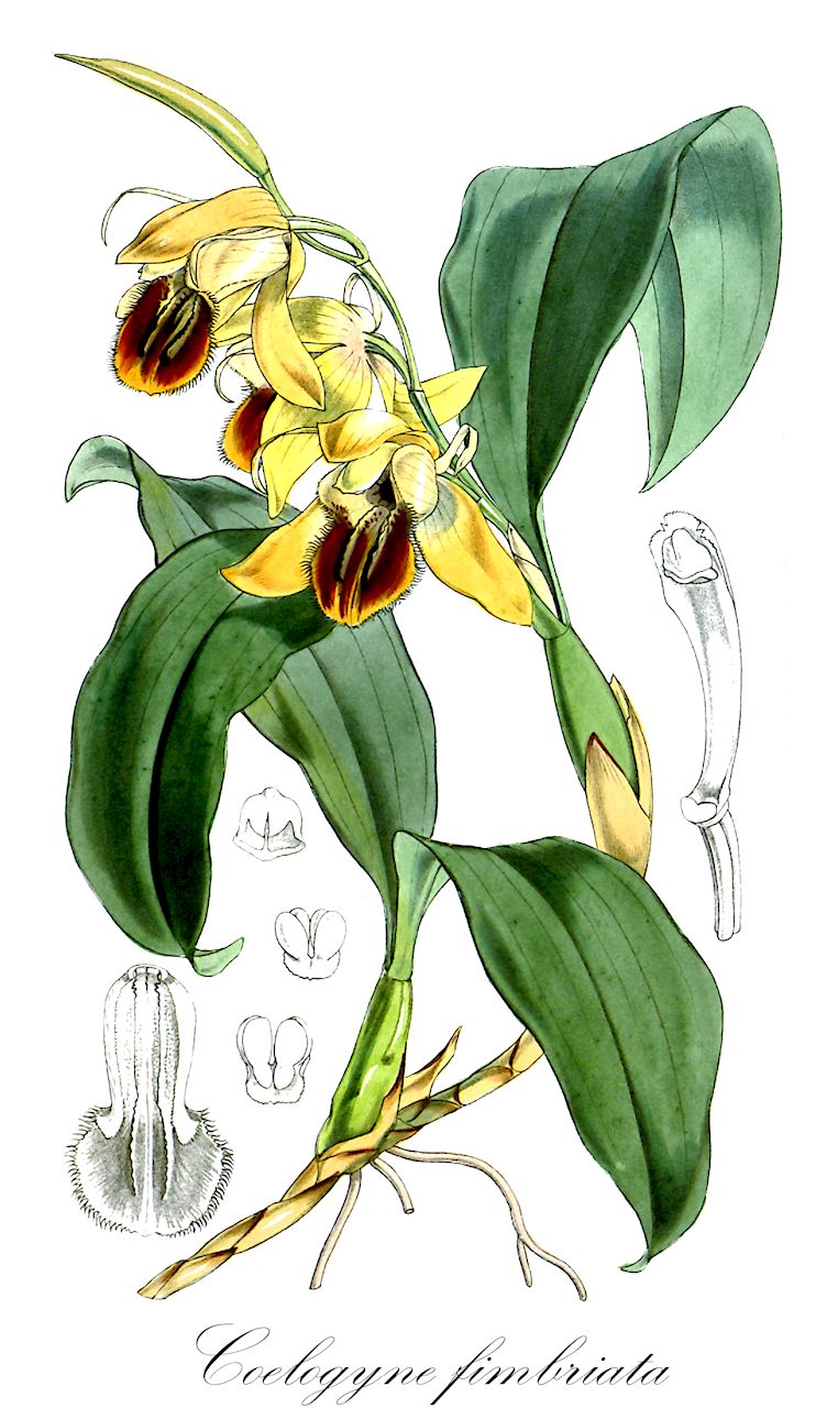 Coelogyne fimbriata - Orchidaceae,Plantae,Pteridobiotina,Angiosperms,Asparagales,Orchidaceae,Coelogyne,Coelogyne fimbriata,Pleione fimbriata