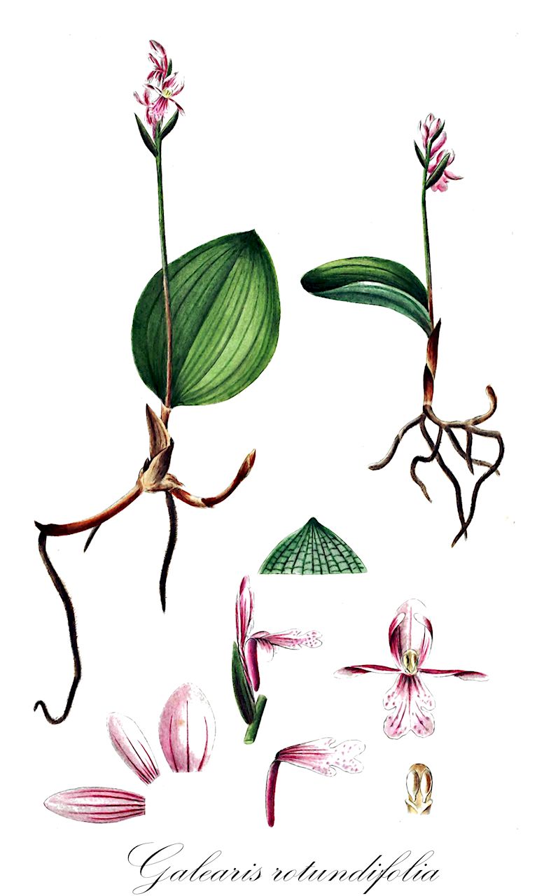 Galearis rotundifolia - Orchidaceae,Plantae,Pteridobiotina,Angiosperms,Asparagales,Orchidaceae,Galearis,Galearis rotundifolia,Amerorchis rotundifolia, Amerorchis rotundifolia f. angustifolia, Amerorchis rotundifolia f. beckettii, Amerorchis rotundifolia f. immaculata, Amerorchis rotundifolia f. lineata, Amerorchis rotundifolia f. rosea, Amerorchis rotundifolia f. wardii, Amerorchis rotundifolia var. lineata, Galearis rotundifolia f. angustifolia, Galearis rotundifolia f. beckettii, Galearis rotundifolia f. immaculata, Galearis rotundifolia f. lineata, Galearis rotundifolia f. rosea, Galearis rotundifolia f. wardii, Habenaria rotundifolia, Orchis grandiflora, Orchis grandiflora, Orchis rotundifolia, Orchis rotundifolia f. angustifolia, Orchis rotundifolia f. beckettii, Orchis rotundifolia f. lineata, Orchis rotundifolia var. lineata, Platanthera rotundifolia, Ponerorchis rotundifolia,Rundblättriges Knabenkraut;Einblattorchis;Rundblättrige Orchidee
