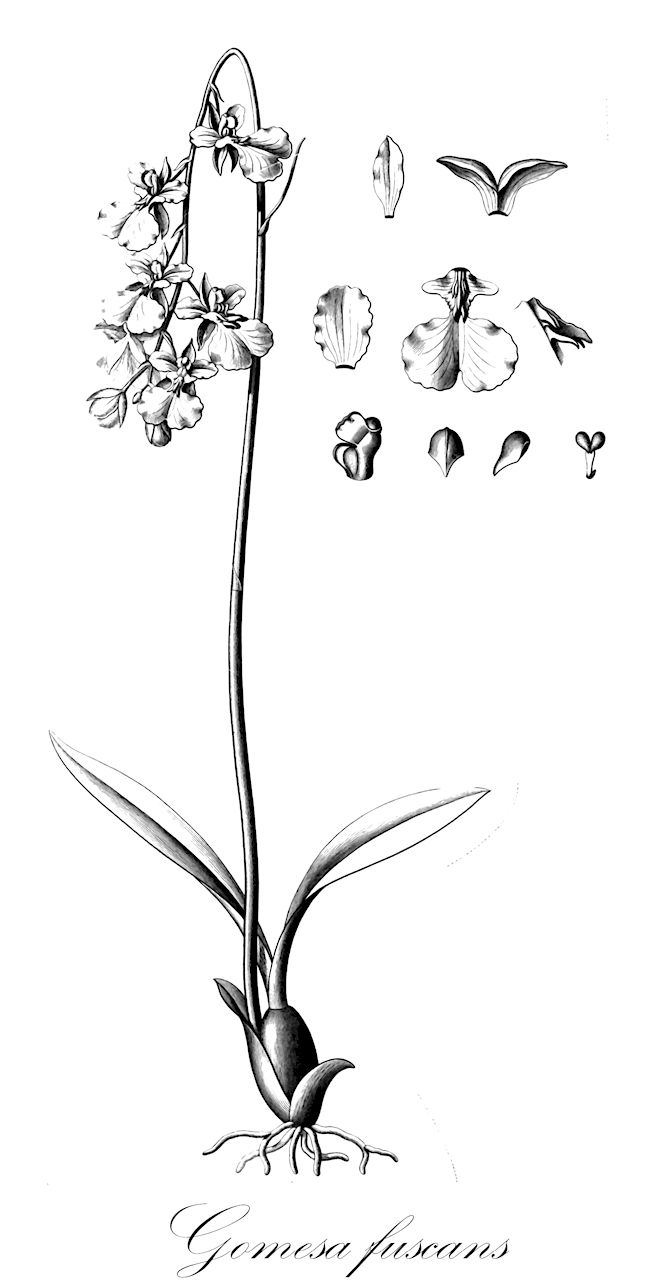 Gomesa fuscans - Orchidaceae,Plantae,Pteridobiotina,Angiosperms,Asparagales,Orchidaceae,Gomesa,Gomesa fuscans,Ampliglossum fuscans, Coppensia fuscans, Heteranthocidium fuscans, Oncidium fuscans