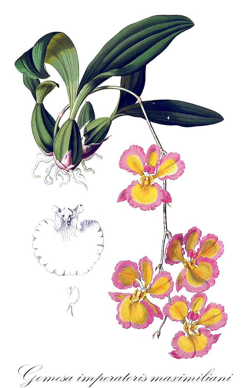 Gomesa imperatoris-maximiliani - Orchidaceae,Plantae,Pteridobiotina,Angiosperms,Asparagales,Orchidaceae,Gomesa,Gomesa imperatoris-maximiliani,Anettea crispa, Anettea imperatoris-maximiliani, Brasilidium crispum, Brasilidium imperatorismaximiliani, Oncidium crispum, Oncidium crispum, Oncidium crispum var. aureum, Oncidium crispum var. aureum, Oncidium crispum var. flabellulatum, Oncidium crispum var. grandiflorum, Oncidium crispum var. grandiflorum, Oncidium crispum var. limbatum, Oncidium crispum var. lionetianum, Oncidium crispum var. ochraceum, Oncidium crispum var. olivaceum, Oncidium crispum var. rodriguesii, Oncidium crispum var. sublaeve, Oncidium imperatoris-maximiliani