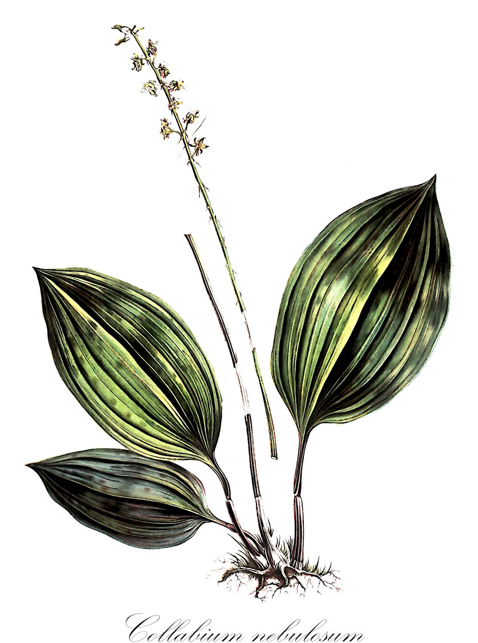 Collabium nebulosum - Orchidaceae,Plantae,Pteridobiotina,Angiosperms,Asparagales,Orchidaceae,Collabium,Collabium nebulosum,Chrysoglossum nebulosum