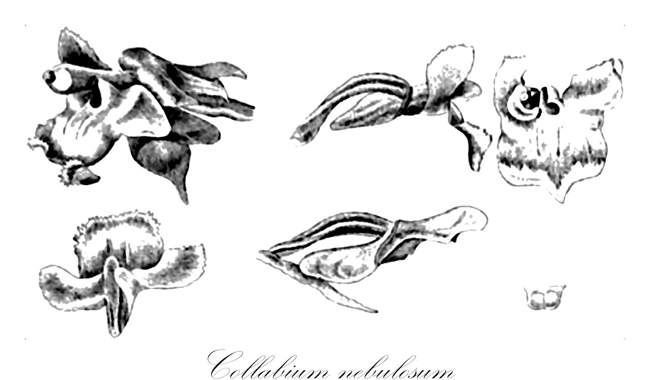Collabium nebulosum - Orchidaceae,Chrysoglossum nebulosum,Plantae,Pteridobiotina,Angiosperms,Asparagales,Orchidaceae,Collabium,Collabium nebulosum