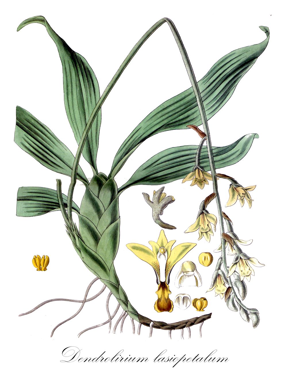 Dendrolirium lasiopetalum - Orchidaceae,Plantae,Pteridobiotina,Angiosperms,Asparagales,Orchidaceae,Dendrolirium,Dendrolirium lasiopetalum,Aerides lasiopetala, Dendrobium albidotomentosum, Dendrobium pubescens, Dendrolirium albidotomentosum, Epidendrum flos-aeris, Epidendrum lasiopetalum, Eria albidotomentosa, Eria flava, Eria flava, Eria lanata, Eria lasiopetala, Eria polystachya, Eria pubescens, Eria pubescens, Eria pubescens, Eria pubescens var. lanata, Octomeria flava, Octomeria pubescens, Pinalia albidotomentosa, Pinalia pubescens, Trias flava, Trias lanata