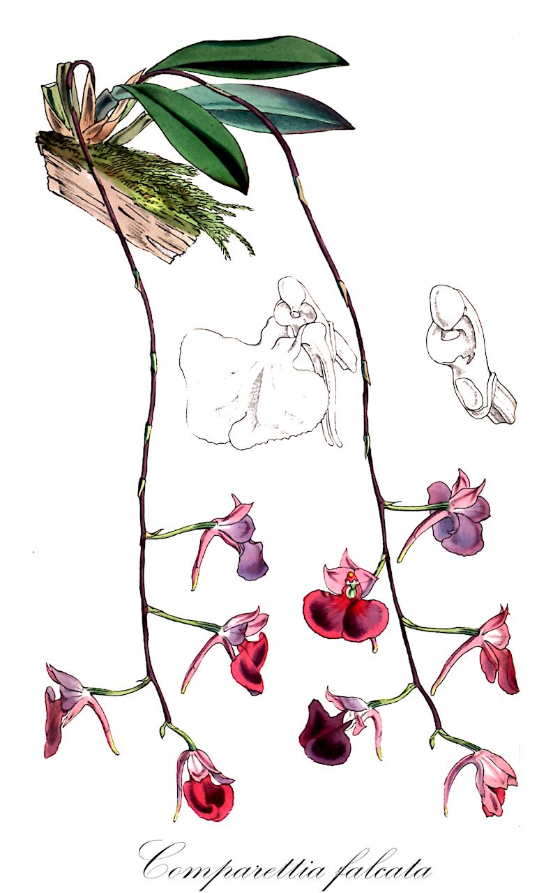 Comparettia falcata - Orchidaceae,Plantae,Pteridobiotina,Angiosperms,Asparagales,Orchidaceae,Comparettia,Comparettia falcata