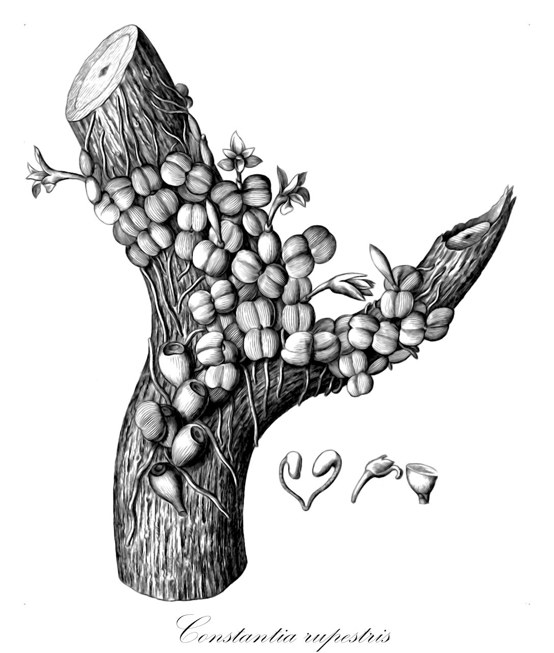 Constantia rupestris - Orchidaceae,Plantae,Pteridobiotina,Angiosperms,Asparagales,Orchidaceae,Constantia,Constantia rupestris,Sophronitis rupestris