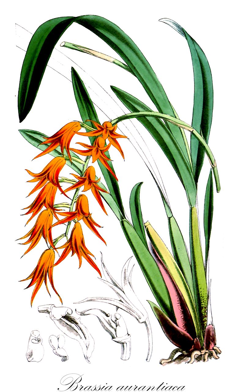 Brassia aurantiaca - Orchidaceae,Plantae,Pteridobiotina,Angiosperms,Asparagales,Orchidaceae,Brassia,Brassia aurantiaca,Acropera aurantiaca, Ada aurantiaca, Ada aurantiaca var. maculata, Ada cinnabarina, Ada lehmannii, Brassia cinnabarina, Mesospinidium aurantiacum, Mesospinidium cinnabarinum, Oncidium cinnabarinum,Ada