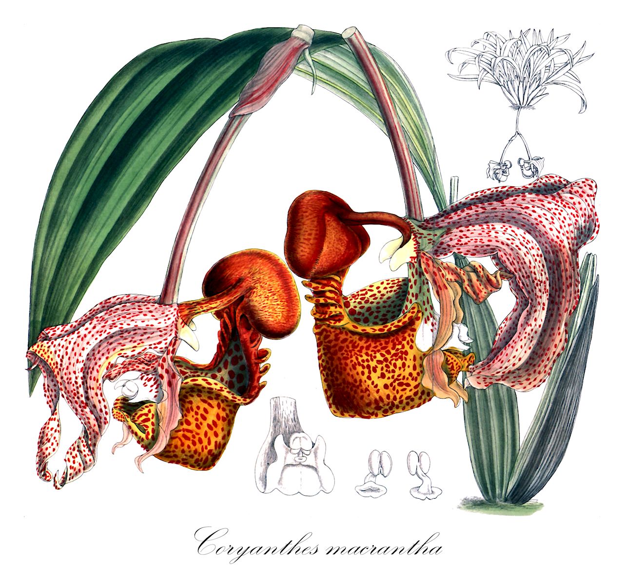 Coryanthes macrantha - Orchidaceae,Plantae,Pteridobiotina,Angiosperms,Asparagales,Orchidaceae,Coryanthes,Coryanthes macrantha,Gongora macrantha, Panstrepis paradoxa